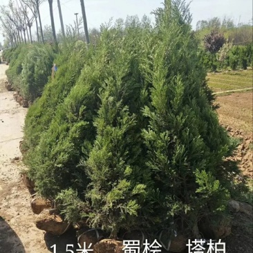 【蜀桧】耐寒松柏塔柏树苗墓地松柏塔柏苗蜀桧树苗绿化苗木