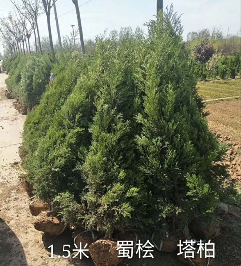 【蜀桧】耐寒松柏塔柏树苗墓地松柏塔柏苗蜀桧树苗绿化苗木