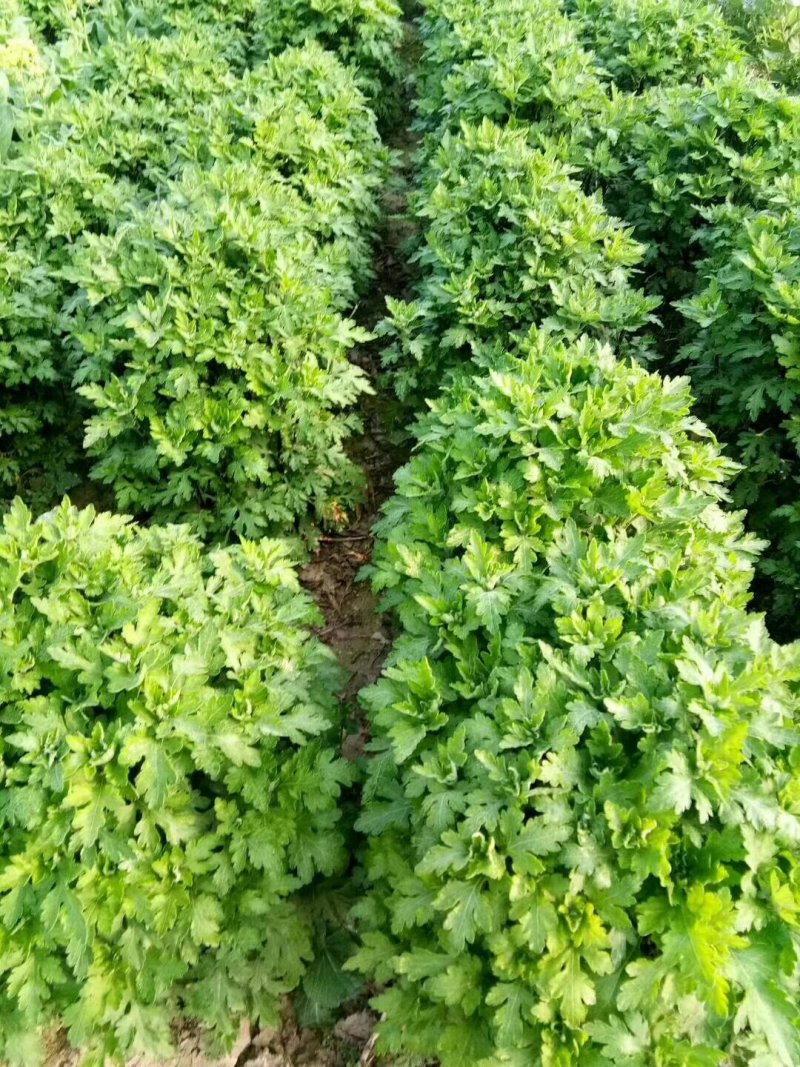 金丝皇菊苗:菊花苗杭白菊北京菊苏北菊基地直销