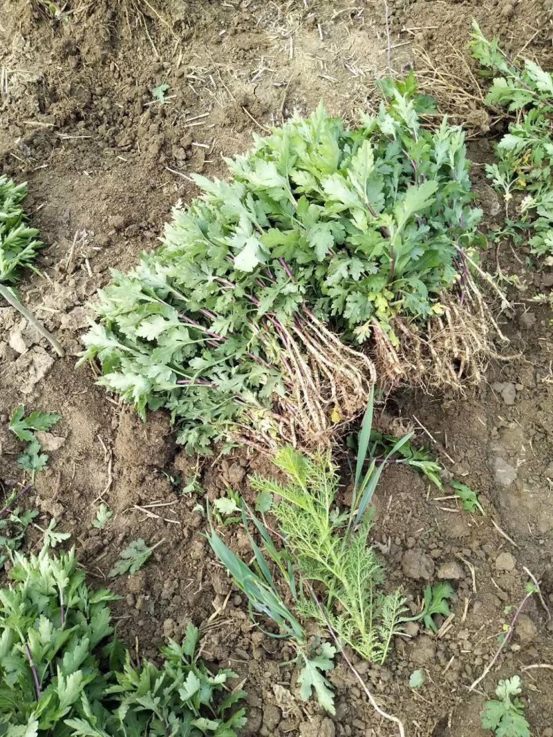 金丝皇菊苗:菊花苗杭白菊北京菊苏北菊基地直销