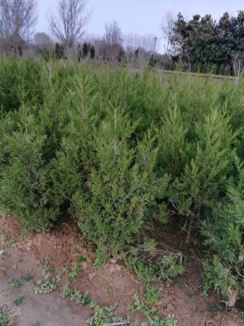 【蜀桧】耐寒松柏塔柏树苗墓地松柏塔柏苗蜀桧树苗绿化苗木