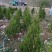 【蜀桧】耐寒松柏塔柏树苗墓地松柏塔柏苗蜀桧树苗绿化苗木