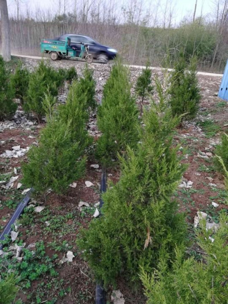 【蜀桧】耐寒松柏塔柏树苗墓地松柏塔柏苗蜀桧树苗绿化苗木