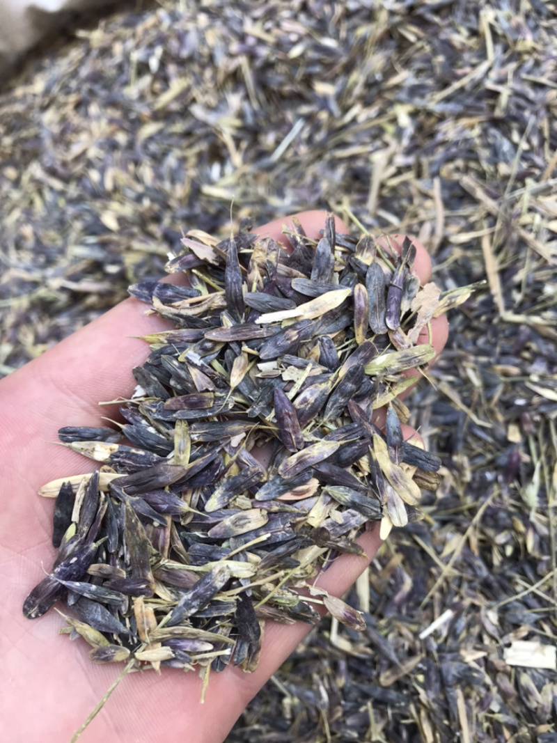 板蓝根出芽率达到95%可以签订单合同包客户回收