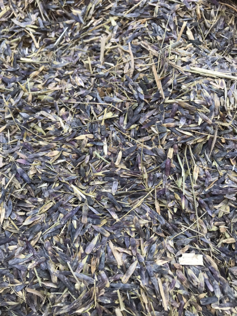 板蓝根出芽率达到95%可以签订单合同包客户回收
