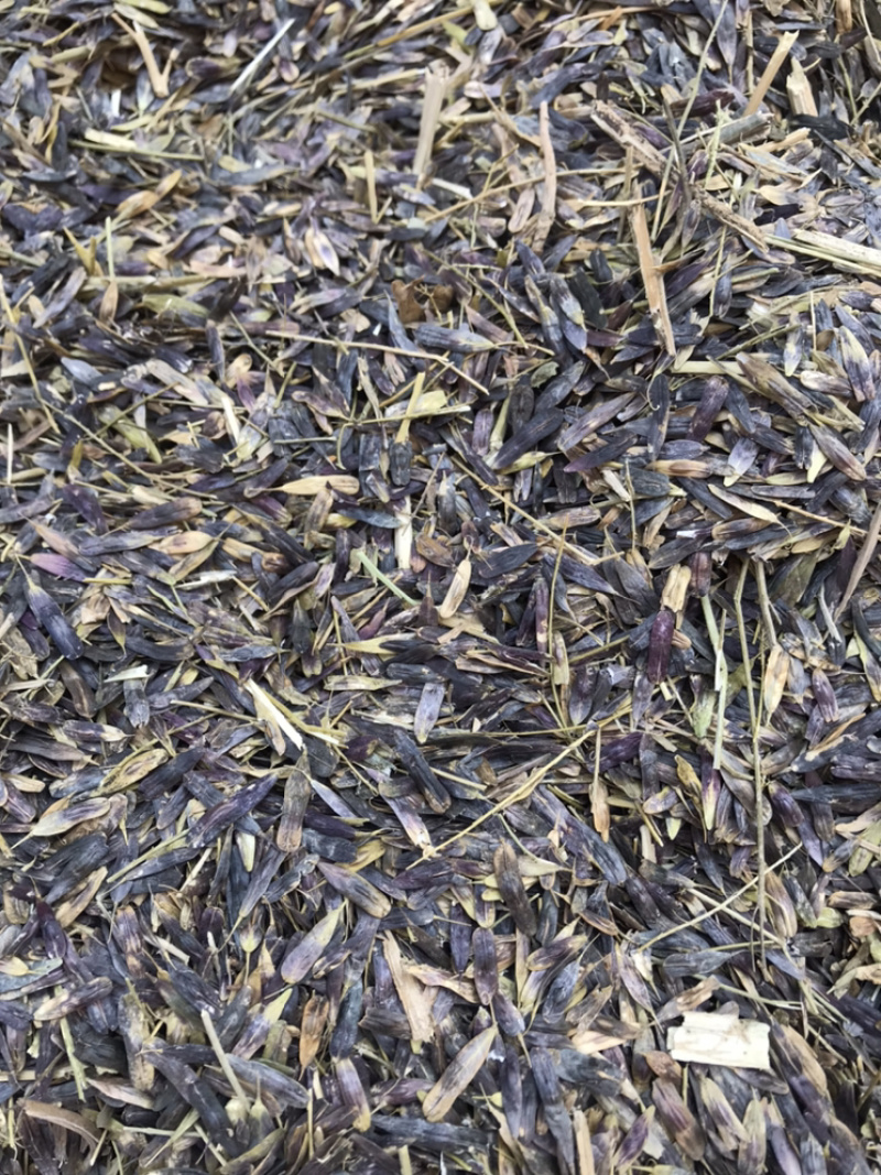 板蓝根出芽率达到95%可以签订单合同包客户回收