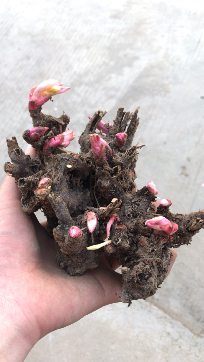 白芍牙子种植成活率高全国都可以种对土地要求不高