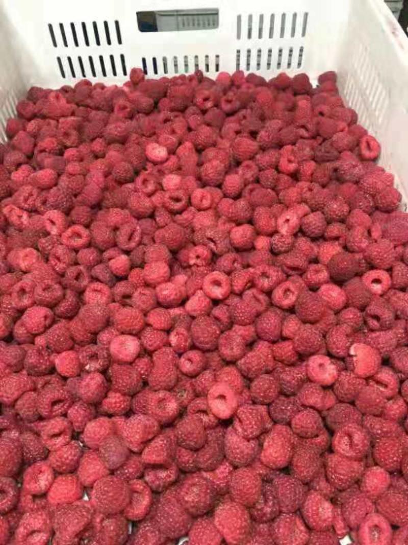 树莓冻果冻树莓速冻红树莓树莓冷库直供浩海浆果