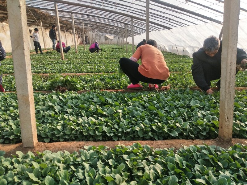 紫园茄子苗，圆茄苗品种纯正，基地直供，货量大，可实地考察