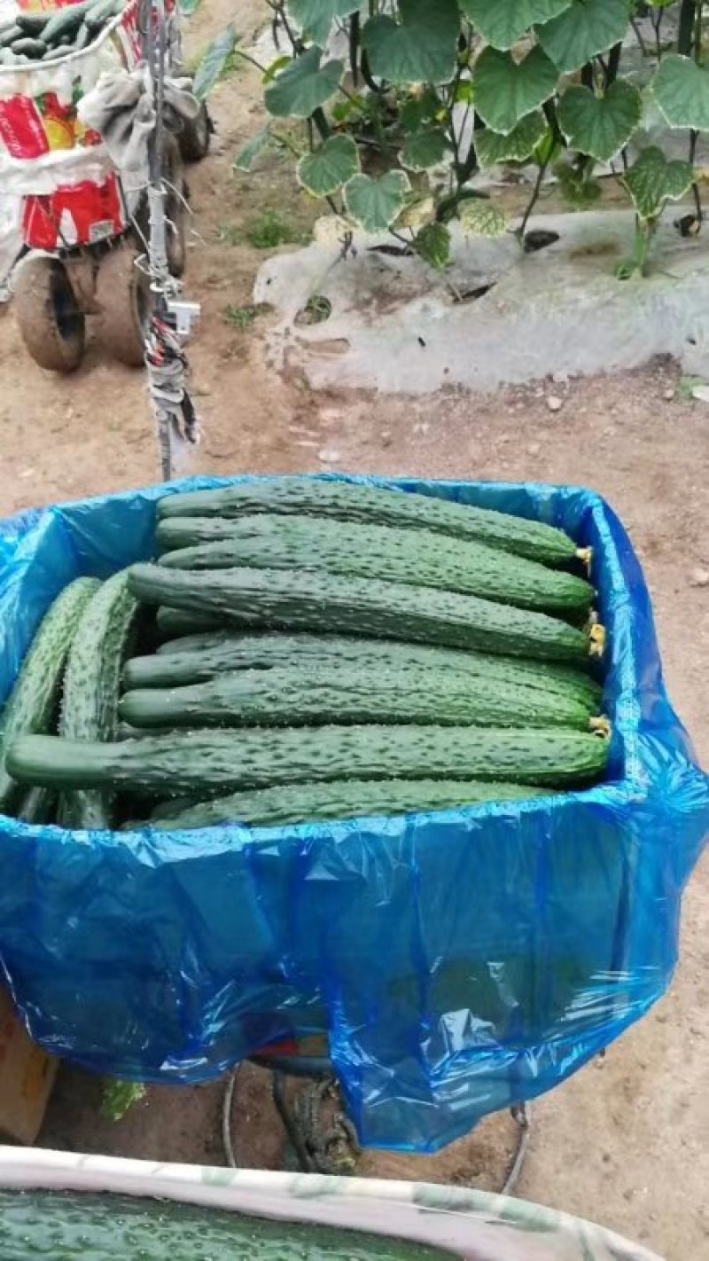 河南省夏邑县精品大棚黄瓜，保质保量，量大从优，欢迎选购