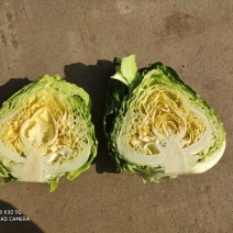 甘蓝