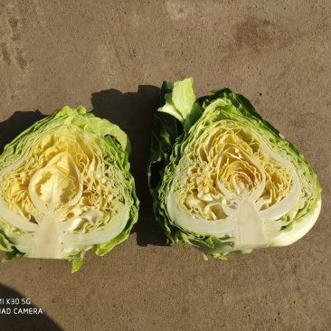 甘蓝