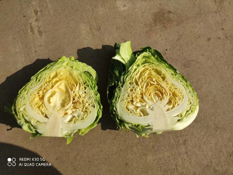 甘蓝