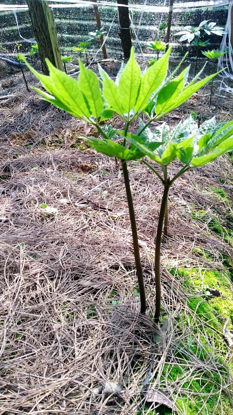 新鲜三七一手货源规格齐全量大从优优质产地