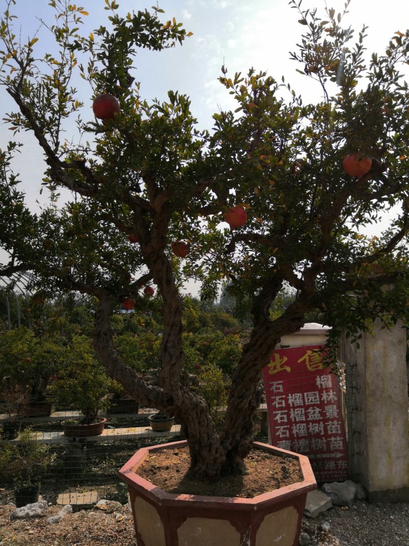 石榴树盆栽石榴古树石榴树盆景石榴树园林价格非常合理