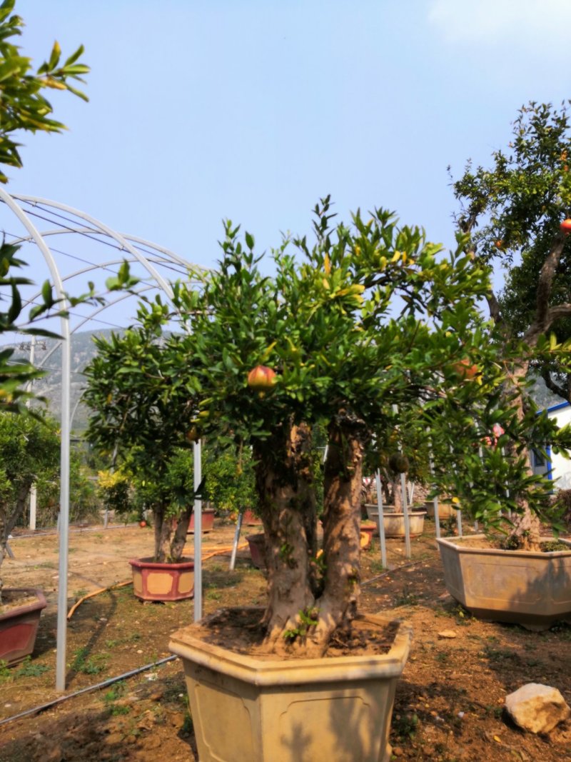 石榴树盆栽石榴古树石榴树盆景石榴树园林价格非常合理