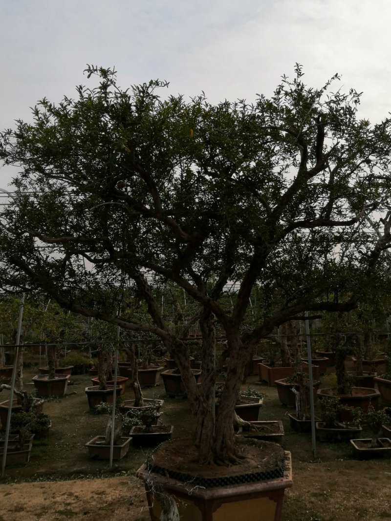 石榴树盆栽石榴古树石榴树盆景石榴树园林价格非常合理
