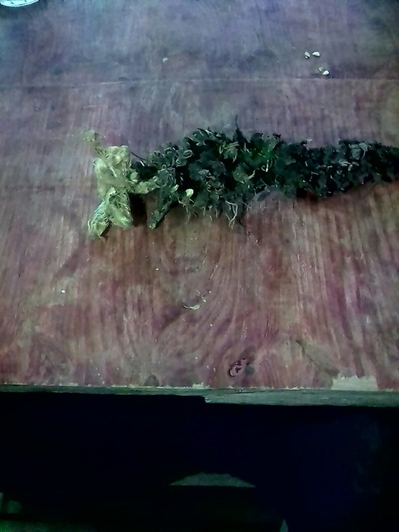 湖南衡阳大量贯众出售自产自销，一手货源，量大从优
