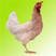 海兰褐蛋鸡苗运输包路损提供养殖技术