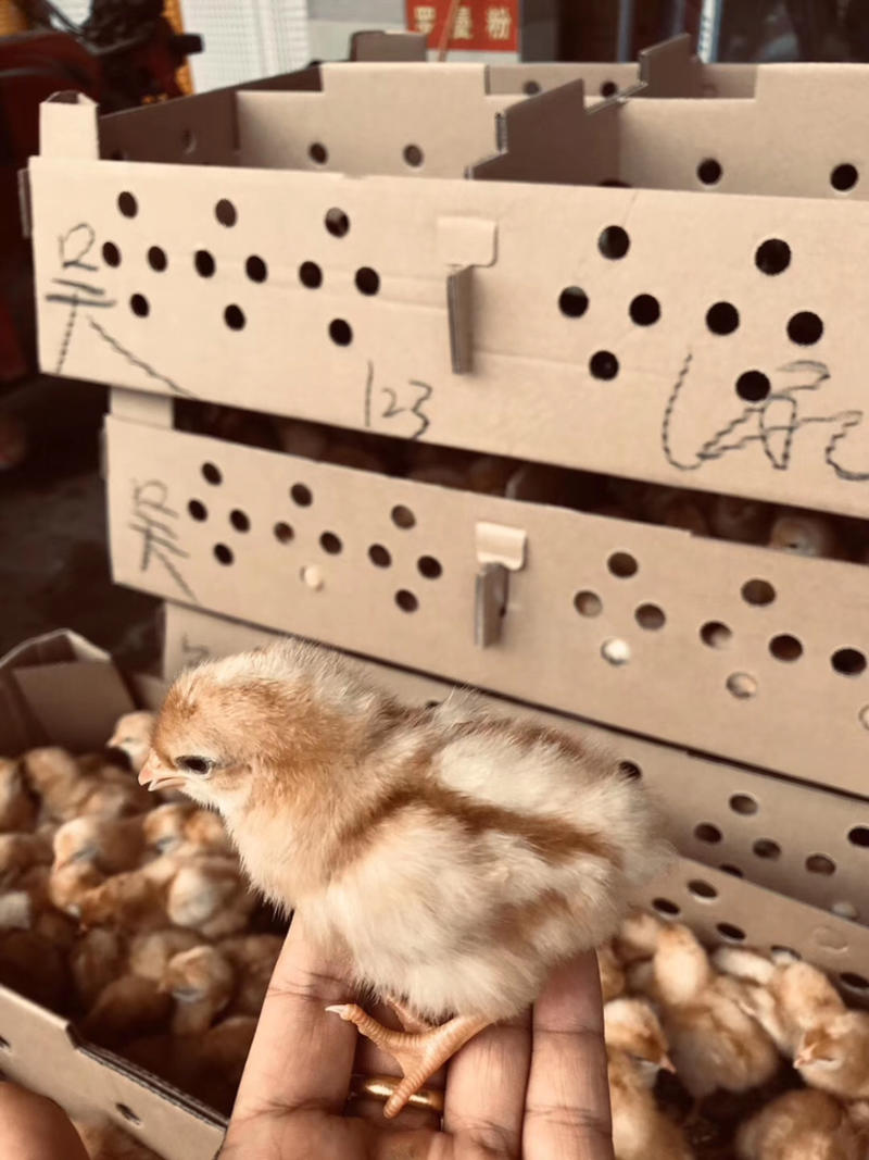 海兰褐蛋鸡苗运输包路损提供养殖技术