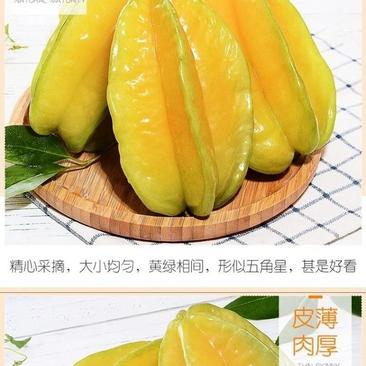 漳州小果甜杨桃现摘孕妇水果现大量供应