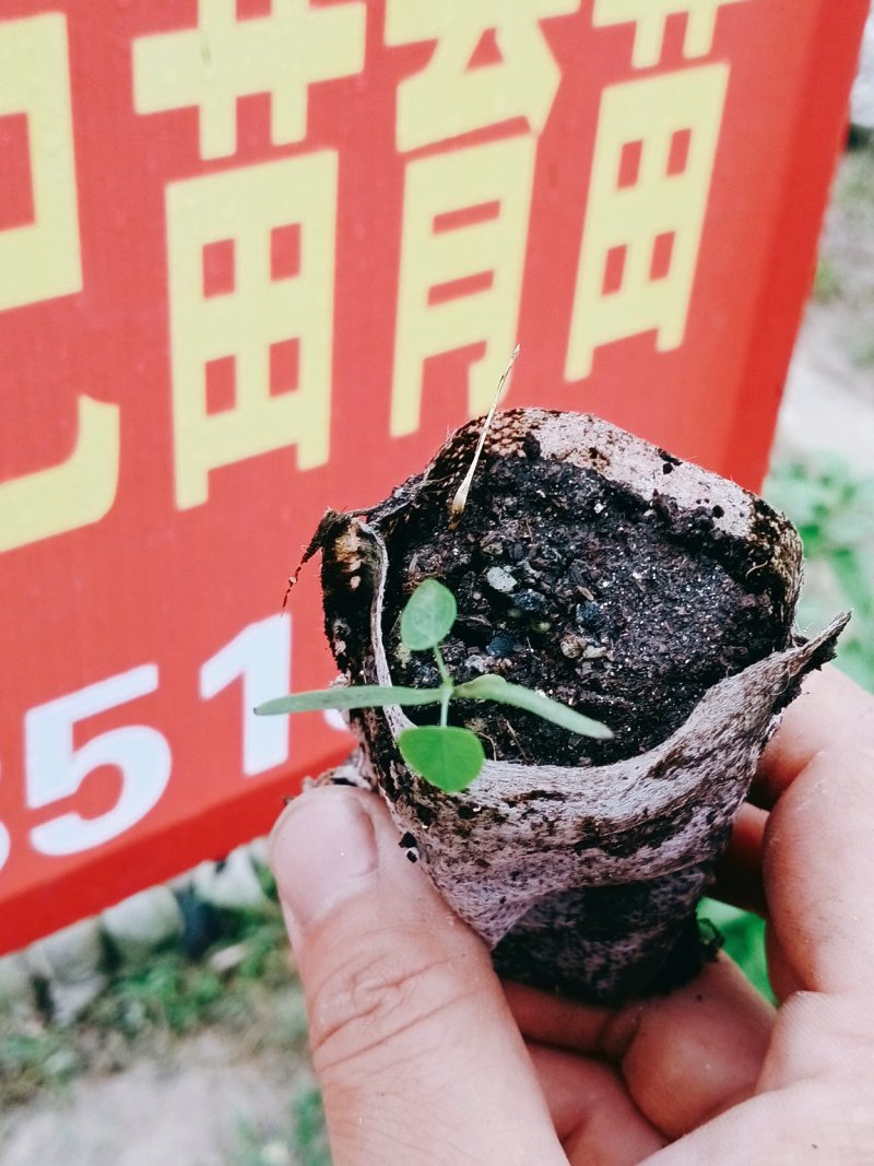 江西粉防己杯苗，防己无纺布杯苗，防己苗，粉防己苗