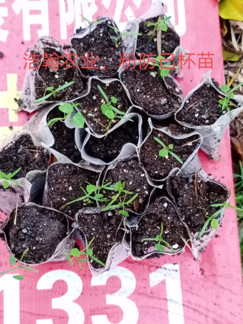 江西粉防己杯苗，防己无纺布杯苗，防己苗，粉防己苗