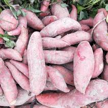 大量出售西瓜红，香薯，龙薯，桂京8号红薯