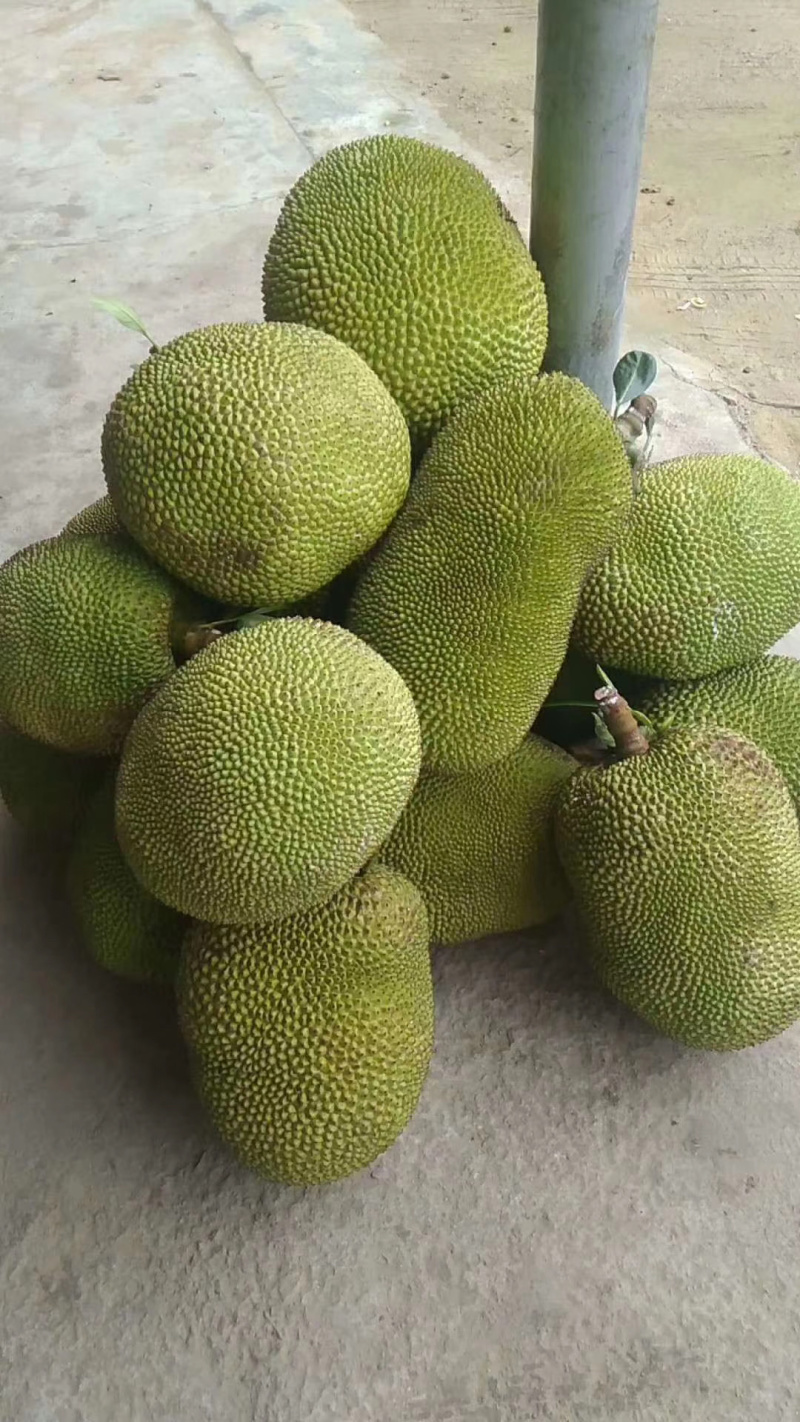 广东菠萝蜜本地菠萝蜜大量上市中一等货