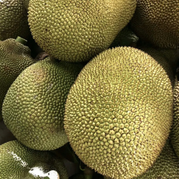 广东菠萝蜜广东本地果园本地菠萝蜜，木菠萝蜜大量上市中