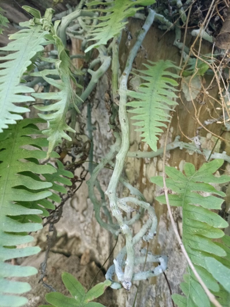 石韦