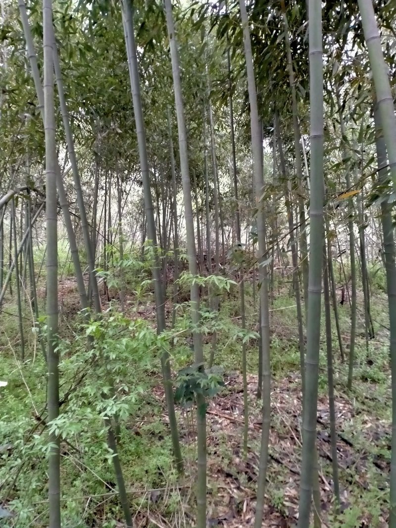 精品钢竹1至6公分出售