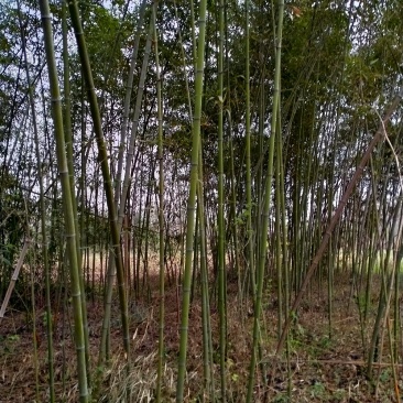 精品钢竹1至6公分出售