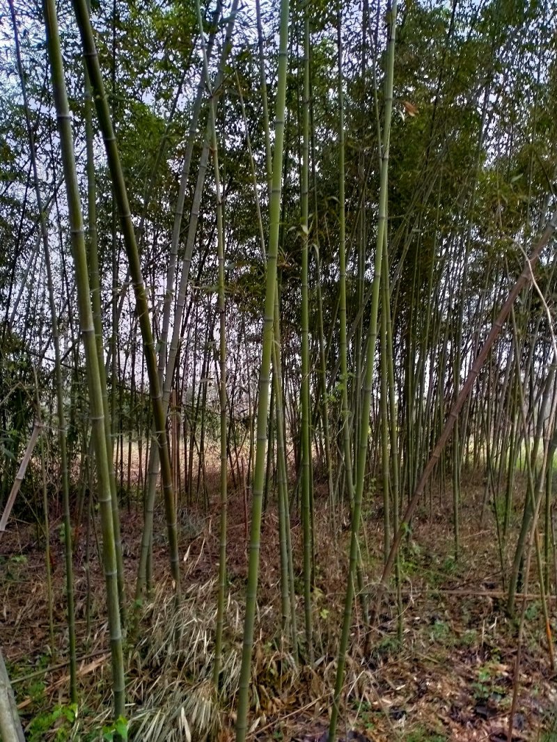 精品钢竹1至6公分出售