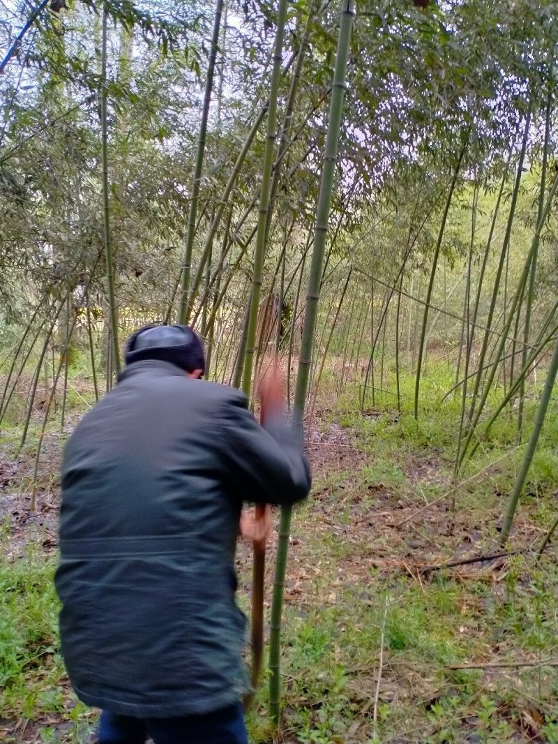 精品钢竹1至6公分出售