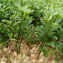 大量供应枳壳苗枳壳小苗枳壳芽苗包邮