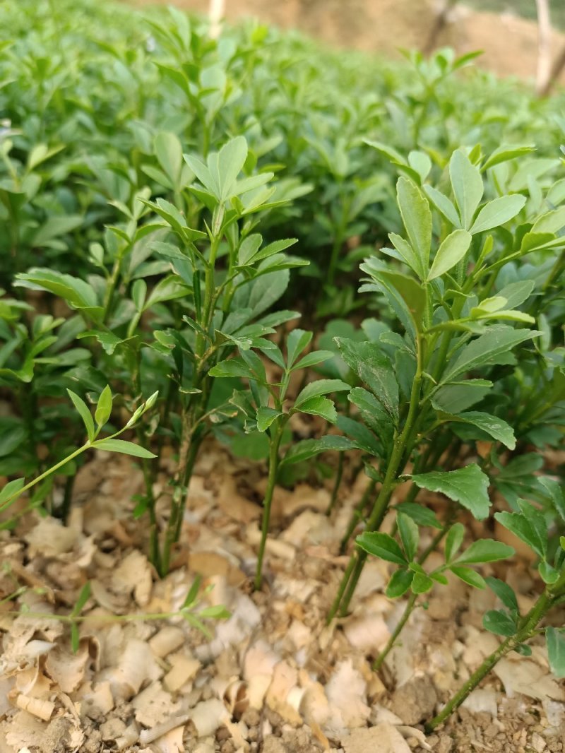 大量供应枳壳苗枳壳小苗枳壳芽苗包邮