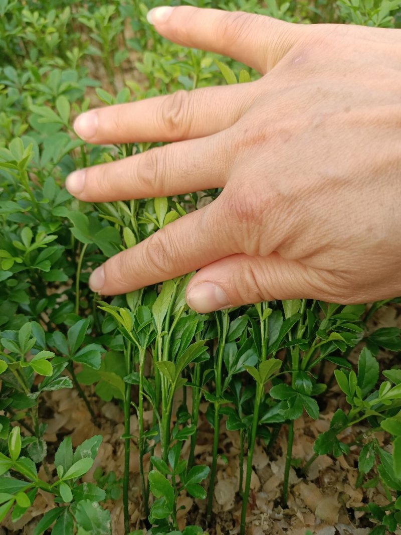 大量供应枳壳苗枳壳小苗枳壳芽苗包邮