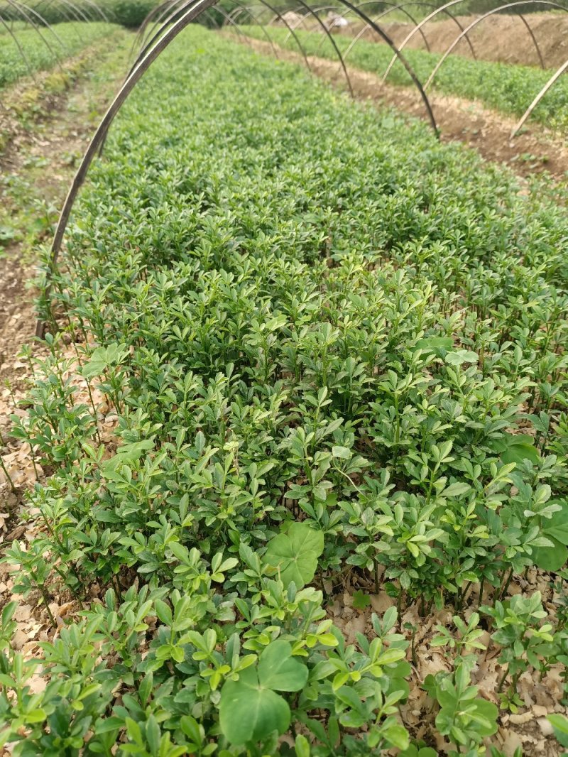 大量供应枳壳苗枳壳小苗枳壳芽苗包邮