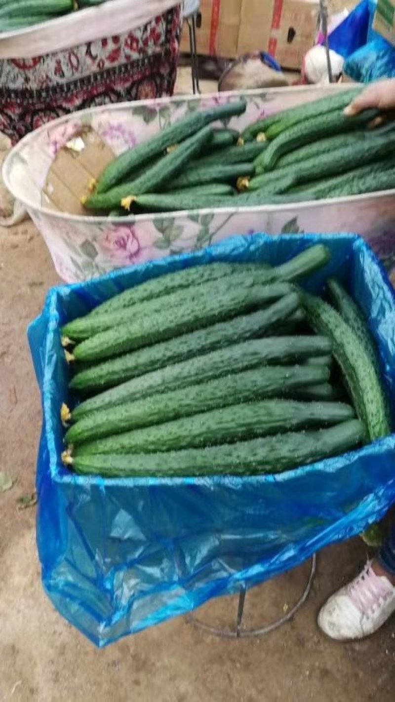 万亩密刺黄瓜，鲜花带刺22-25公分，货源充足