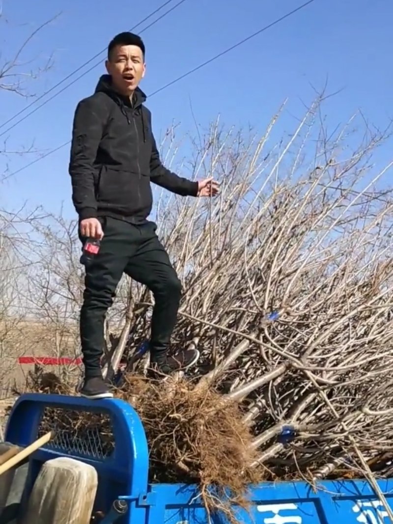 车厘子大樱桃苗矮化车厘子苗品种纯真基地直发成活率高