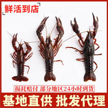 【精品小龙虾】荆州公安小龙虾小青、中青、大青、中红、大红