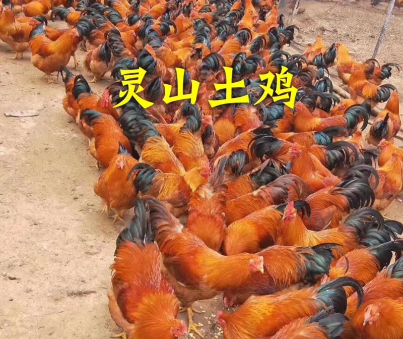 鸡苗灵山土鸡土1.5土2公母都有苗包打疫苗包技术