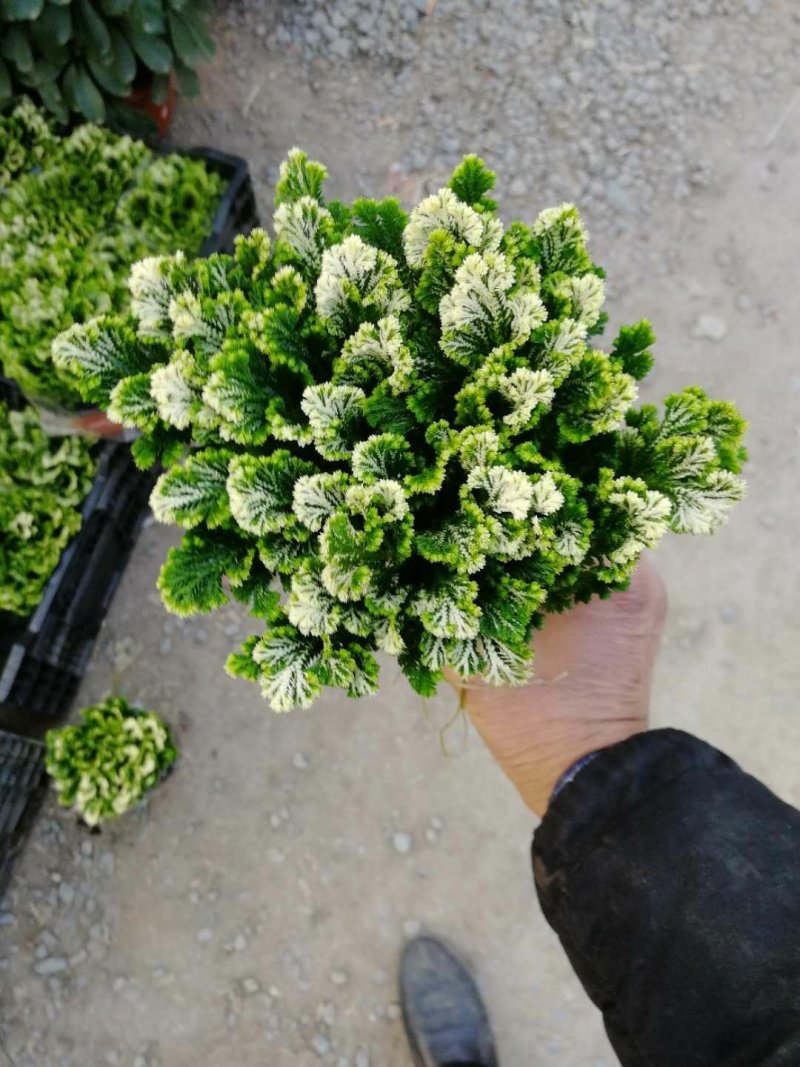 各种草花，宿根，水生植物以及各种绿化苗本
