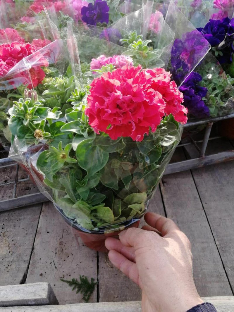 各种草花，宿根，水生植物以及各种绿化苗本