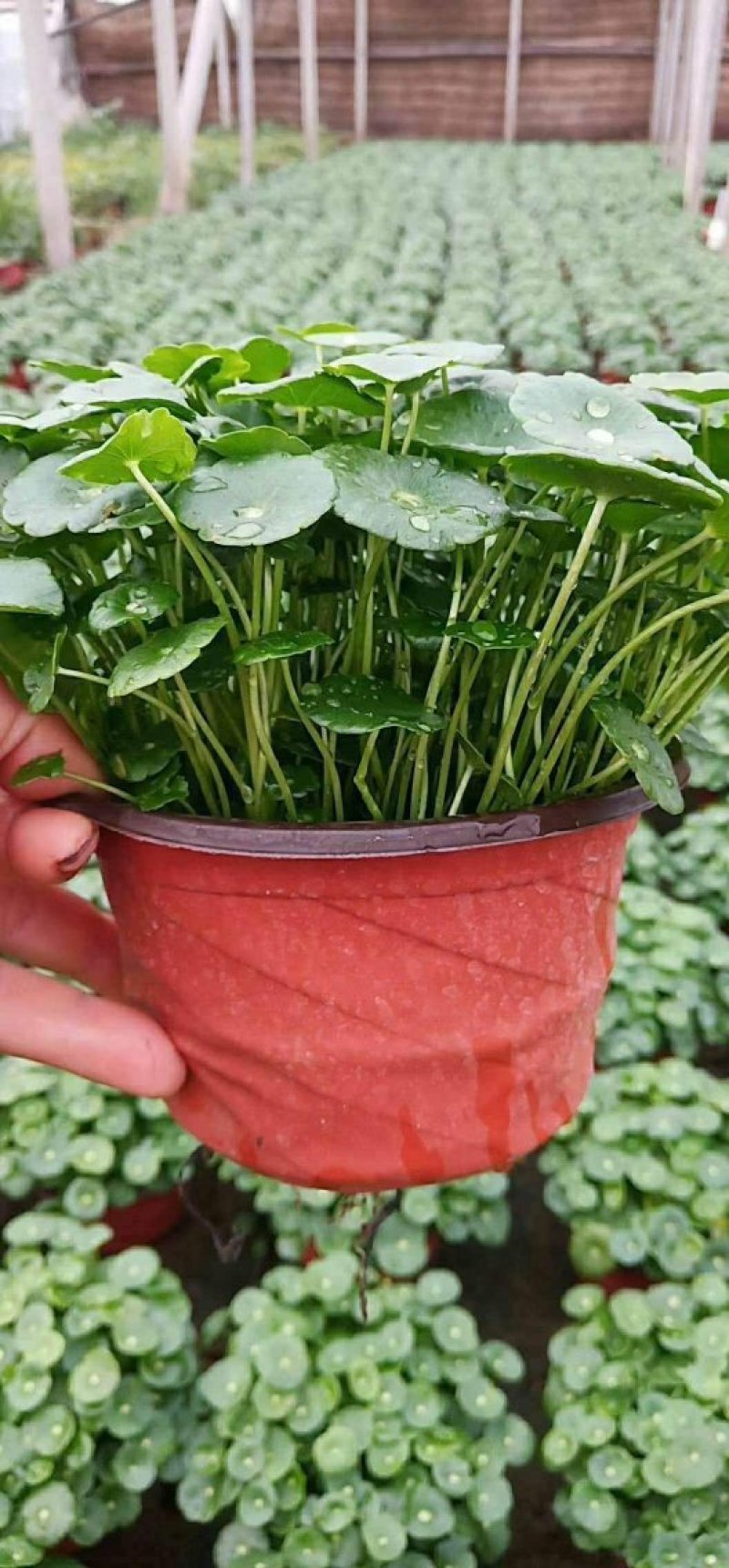 各种草花，宿根，水生植物以及各种绿化苗本