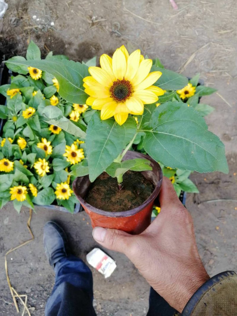 各种草花，宿根，水生植物以及各种绿化苗本