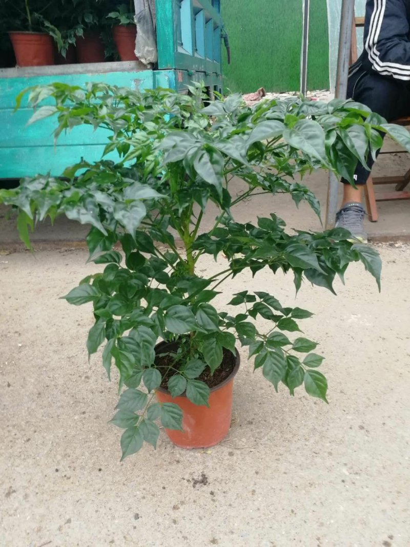 各种草花，宿根，水生植物以及各种绿化苗本