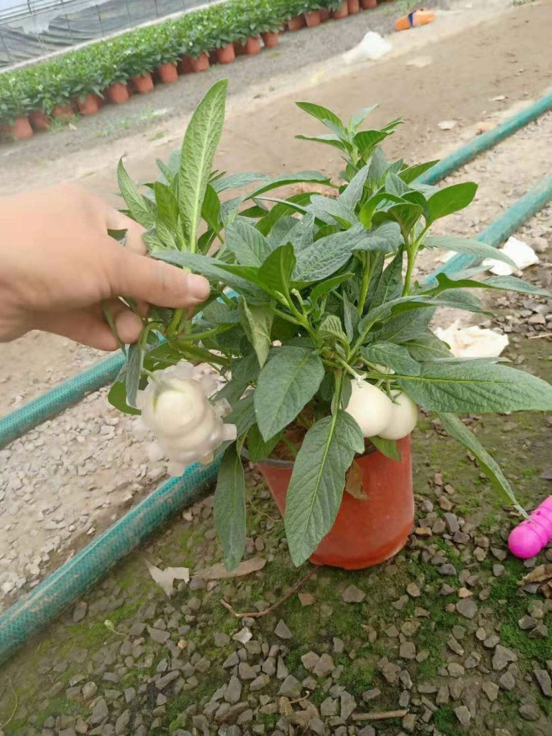 各种草花，宿根，水生植物以及各种绿化苗本