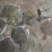 多宝鱼